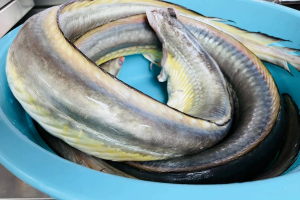 全天然野生!! 汕尾手工清蒸鱼饼